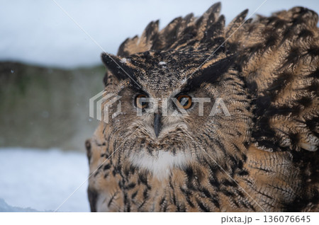 Eurasian Eagle-Owl, Bubo bubo 136076645