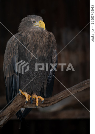 White-tailed eagle (Haliaeetus albicilla), also known as the sea eagle. White-tailed eagle (Haliaeetus albicilla), also known as the sea eagle. 136076648