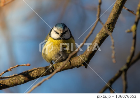Blue Tit garden bird perched on tree Blue Tit garden bird perched on tree 136076652