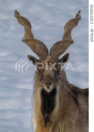 Bukharan markhor at winter 136076656