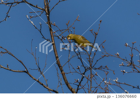 Greenfinch Male (Chloris chloris) on tree 136076660