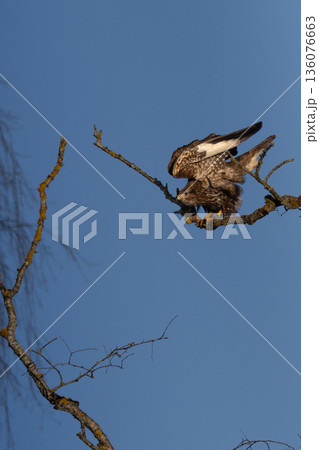 Common buzzard (Buteo buteo) on a winter scene Common buzzard (Buteo buteo) on a winter scene 136076663