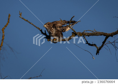 Common buzzard (Buteo buteo) on a winter scene 136076664