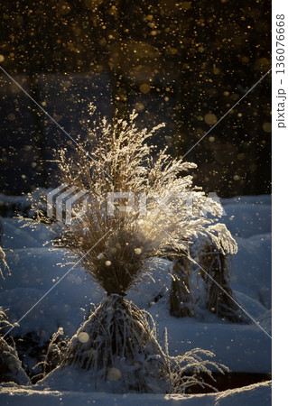 Brown golden dry grass under the snow Brown golden dry grass under the snow 136076668
