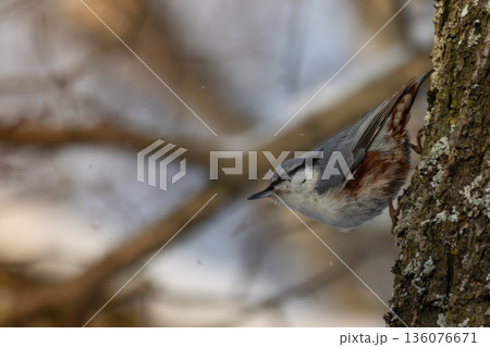 The Nuthatch (Sitta europaea) in a classical position 136076671