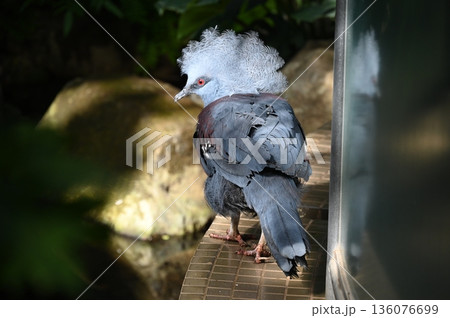 首をかしげているカンムリ鳩 首をかしげているカンムリ鳩 136076699