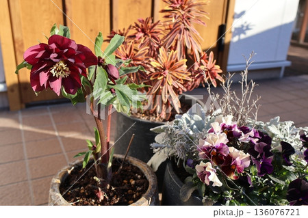玄関先の花の寄せ植え＆寄せ鉢 136076721