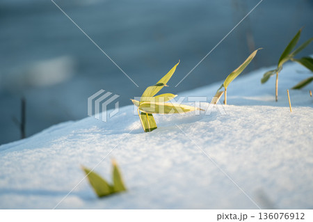 雪,雪原,冬,冬景色,雪景色,笹,笹の葉,ササ,植物,草,芽吹き,新芽,生命,生命力,自然,自然風景 136076912