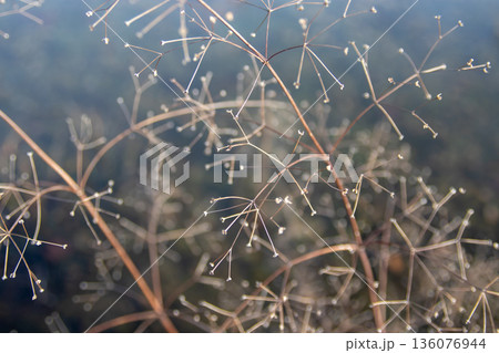 Alisma stems in winter pond. Water-plantain. Dreamy garden aesthetic selective focus and bokeh. Ornamental aquatic photography Alisma stems in winter pond. Water-plantain. Dreamy garden aesthetic selective focus and bokeh. Ornamental aquatic photography 136076944