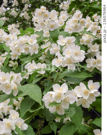 Vertical image of blooming philadelphus mock orange with white flowers Vertical image of blooming philadelphus mock orange with white flowers 136076964