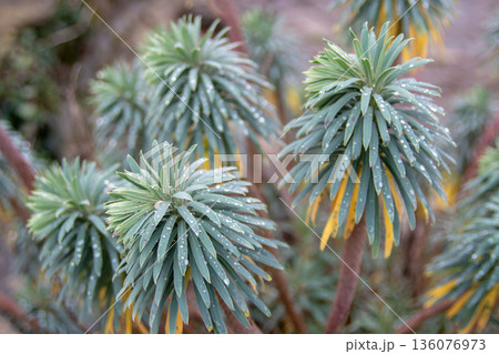 Euphorbia characias plant with water droplets. Mediterranean spurge close-up Euphorbia characias plant with water droplets. Mediterranean spurge close-up 136076973
