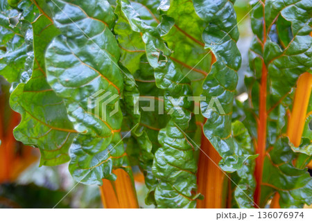 Swiss chard close-up with orange stalks and green leaves. Selective focus Swiss chard close-up with orange stalks and green leaves. Selective focus 136076974