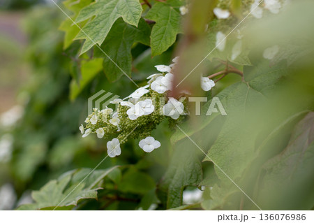 White oakleaf hydrangea flower panicle close up with soft foreground blur. Hydrangea quercifolia 136076986