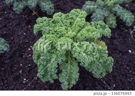 Curly kale plant with water drops in organic garden soil Curly kale plant with water drops in organic garden soil 136076993