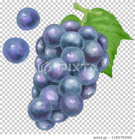 リアルな葡萄(巨峰)のイラスト リアルな葡萄(巨峰)のイラスト 136076999