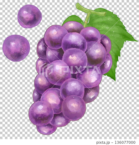 リアルな赤紫の葡萄のイラスト リアルな赤紫の葡萄のイラスト 136077000