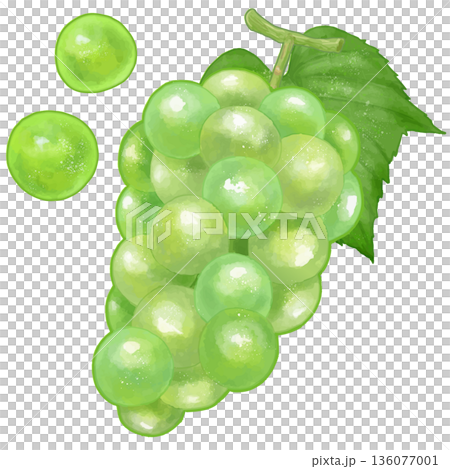 Realistic Muscat illustration 136077001