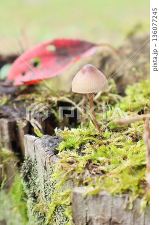 秋の可愛い茶色いキノコと赤い落ち葉 秋の可愛い茶色いキノコと赤い落ち葉 136077245