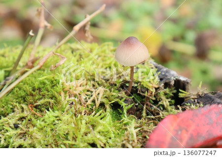 秋の可愛い茶色いキノコと赤い落ち葉 136077247
