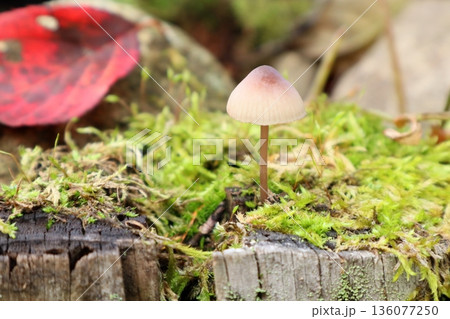 秋の可愛い茶色いキノコと赤い落ち葉 秋の可愛い茶色いキノコと赤い落ち葉 136077250
