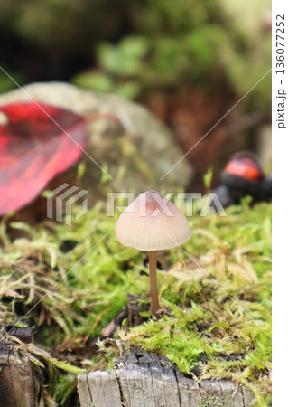 秋の可愛い茶色いキノコと赤い落ち葉 秋の可愛い茶色いキノコと赤い落ち葉 136077252
