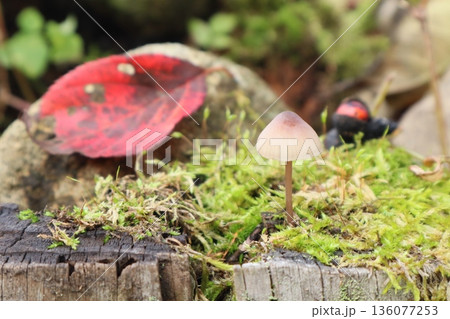 秋の可愛い茶色いキノコと赤い落ち葉 136077253