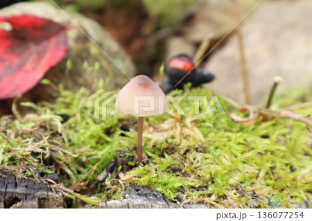 秋の可愛い茶色いキノコと赤い落ち葉 136077254