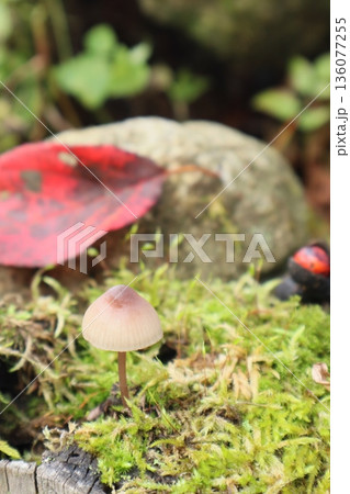 秋の可愛い茶色いキノコと赤い落ち葉 136077255