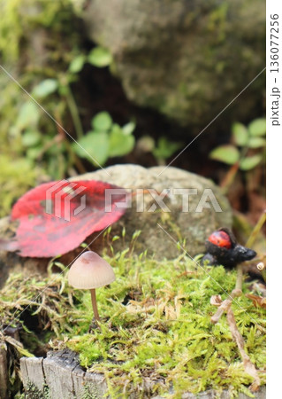 秋の可愛い茶色いキノコと赤い落ち葉 136077256