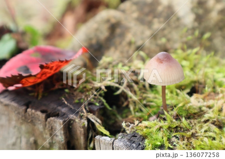 秋の可愛い茶色いキノコと赤い落ち葉 136077258