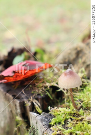 秋の可愛い茶色いキノコと赤い落ち葉 秋の可愛い茶色いキノコと赤い落ち葉 136077259