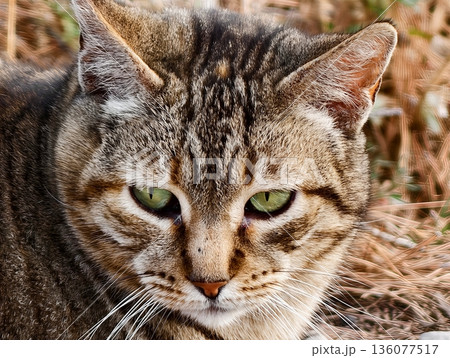 Reflective feline gaze, Serene tabby with vivid green eyes and gentle whiskers amidst autumn foliage Reflective feline gaze, Serene tabby with vivid green eyes and gentle whiskers amidst autumn foliage 136077517