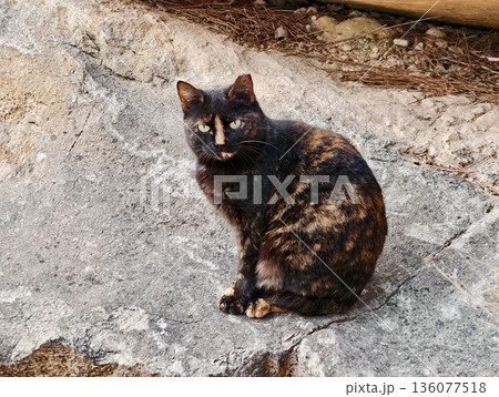 Seaside feline with curled tail, Animal sitting on coastline with mottled coat and peaceful atmosphere 136077518