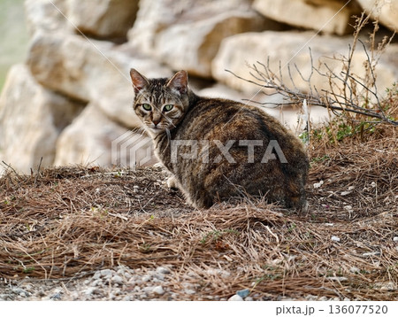 Vigilant tabby in low stance observes its terrain blending seamlessly into natural background 136077520