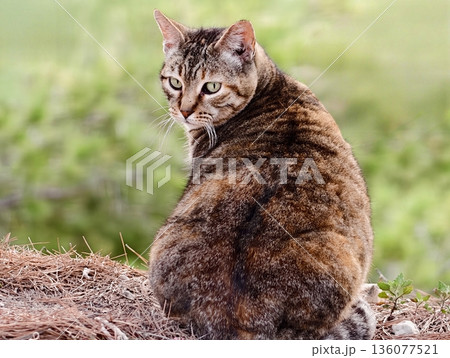 Tranquil countryside setting showcases poised tabby cat with textured coat and gentle atmosphere 136077521