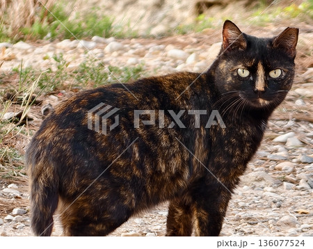 Feline on gravel, Vigilant outdoor cat with mottled fur enthusiastically surveying rustic rural landscape 136077524