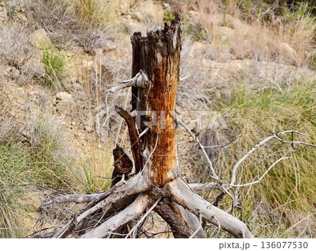 Ancient roots and weathered wood, Rustic decay depicted through rugged textures and exposed roots Ancient roots and weathered wood, Rustic decay depicted through rugged textures and exposed roots 136077530