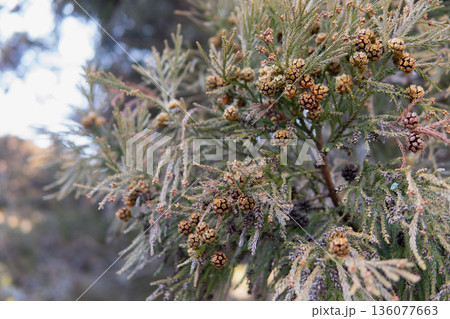 スギの果実が割れて種子が出た後【冬の木の実】 136077663