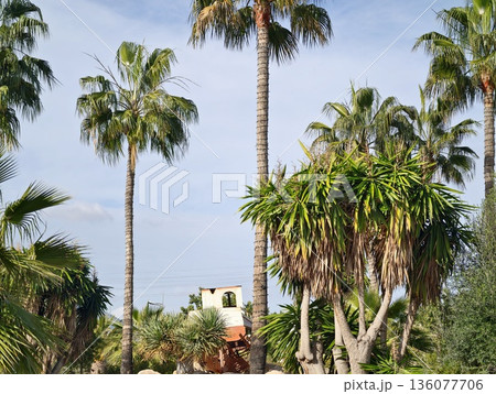 Bright palms surrounding elegant home, Vivid sunlight highlights tropical courtyard setting perfectly 136077706