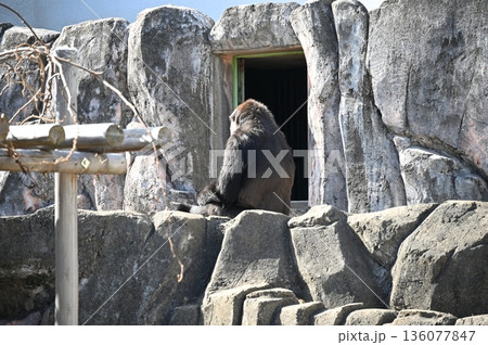 岩の上で休むゴリラ 136077847