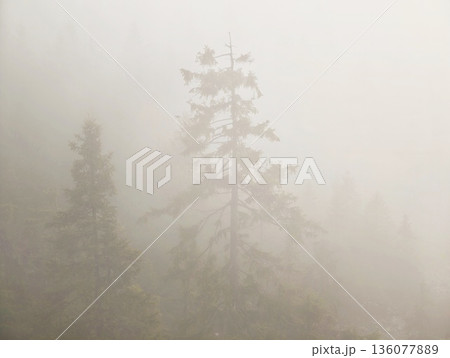 Serene misty pine landscape, Silent woodland view with dense fog and soft colors evoking peacefulness 136077889