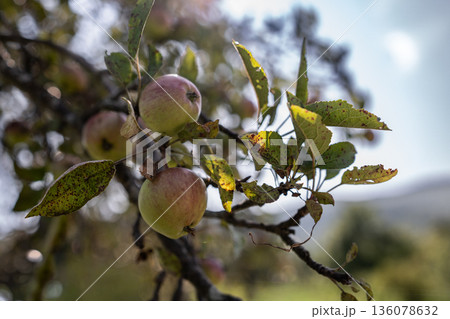 Ripe Apples on Tree Branch in Natural Sunlight 136078632