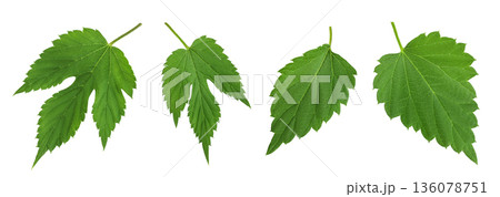 Hop cone leaves isolated on white background. Beer brewing ingredients 136078751