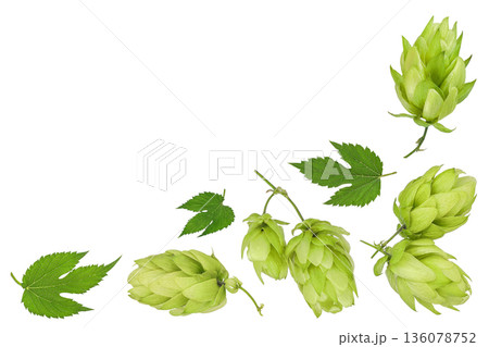 Hop cones isolated on white background. Beer brewing ingredients. Top view. Flat lay Hop cones isolated on white background. Beer brewing ingredients. Top view. Flat lay 136078752