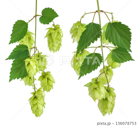 Hop cones branch isolated on white background. Beer brewing ingredients 136078753