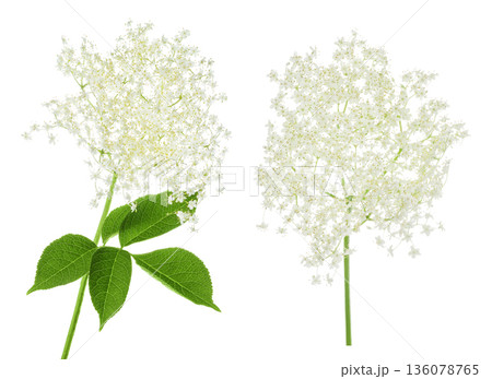 Elderberry flower or Sambucus nigra isolated on a white background. Elderberry flower or Sambucus nigra isolated on a white background. 136078765
