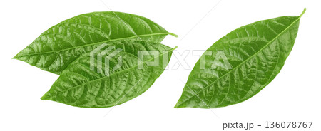 Leaf of avocado isolated on white background. Top view. Flat lay Leaf of avocado isolated on white background. Top view. Flat lay 136078767