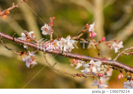 夕暮れ時の光を浴びる冬桜の枝 136079214