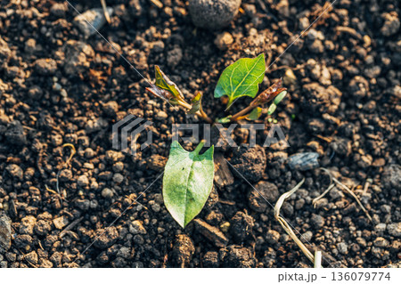 A young shoot of morning glory (Convolvulus sepium) in a field, a weed A young shoot of morning glory (Convolvulus sepium) in a field, a weed 136079774
