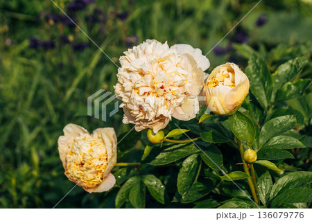 Blooming Quitzin peony in the garden Blooming Quitzin peony in the garden 136079776